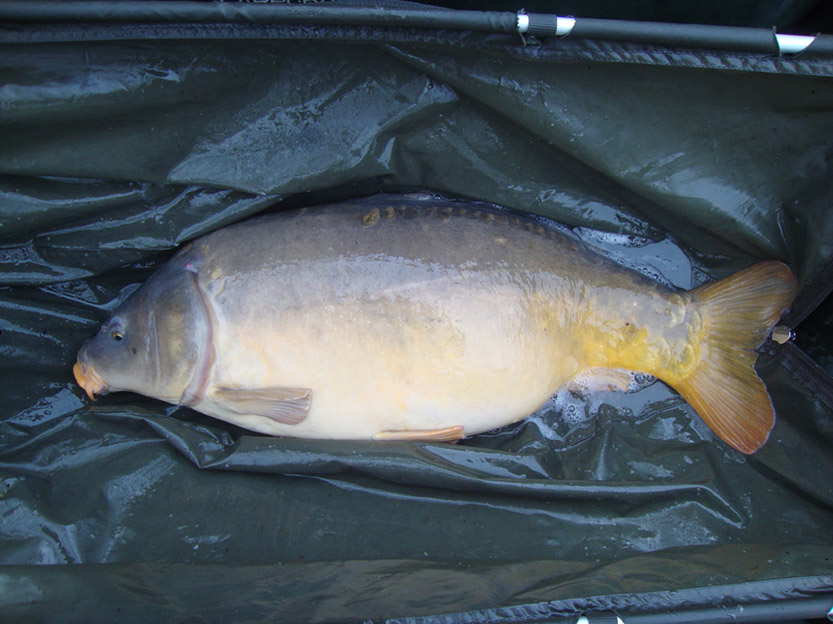 23lb 8oz. November 2015 (1)