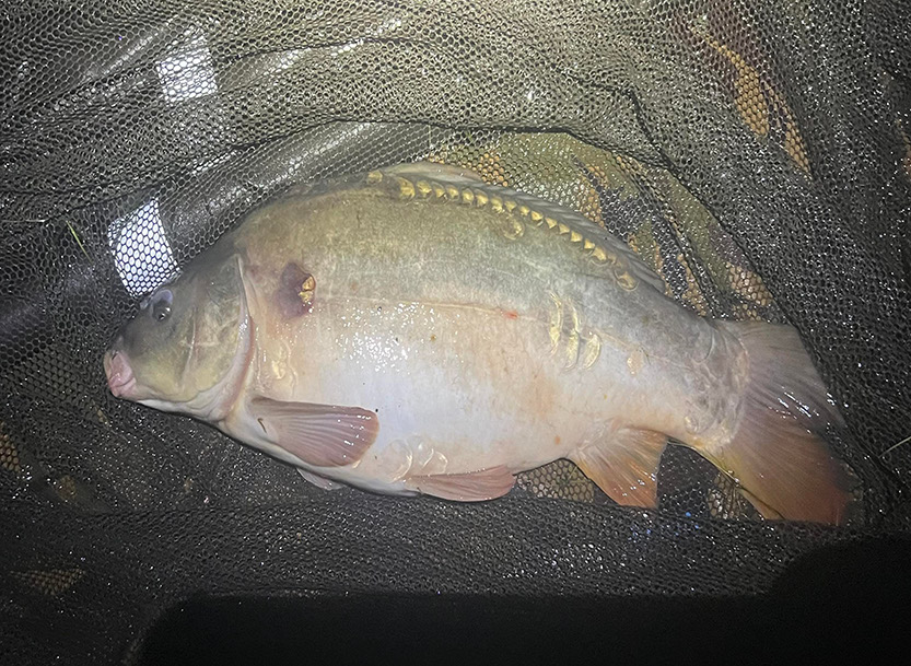 7lb 4oz Freddies Mirror. July 2022