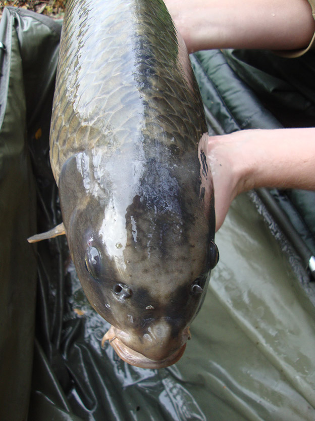 11lb 10oz Black Spot Ghostie. Ocotber 2015