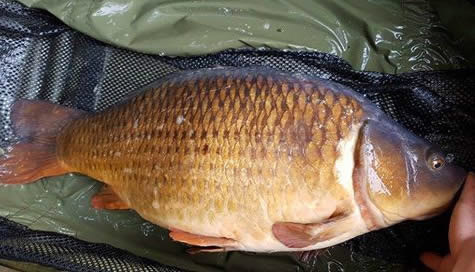 25lb Fat Common. July 2017. Reserve