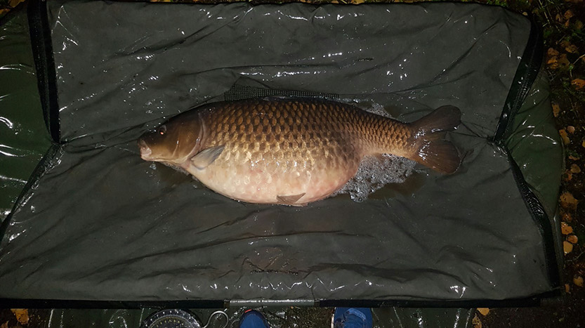 31lb 7oz Crocodile Common. August 2016. Peg 3