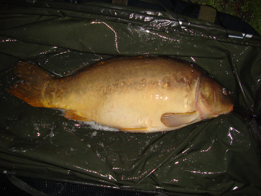 19lb 7oz (Weedy Bay) (1)