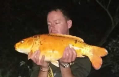 Karrot 6lb. August Bank Holiday 2018