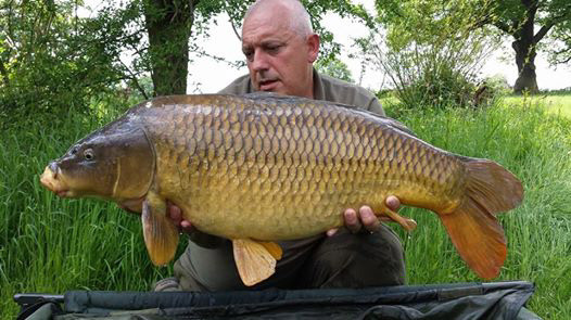 27lb 8oz The Creased Common (Teabag)