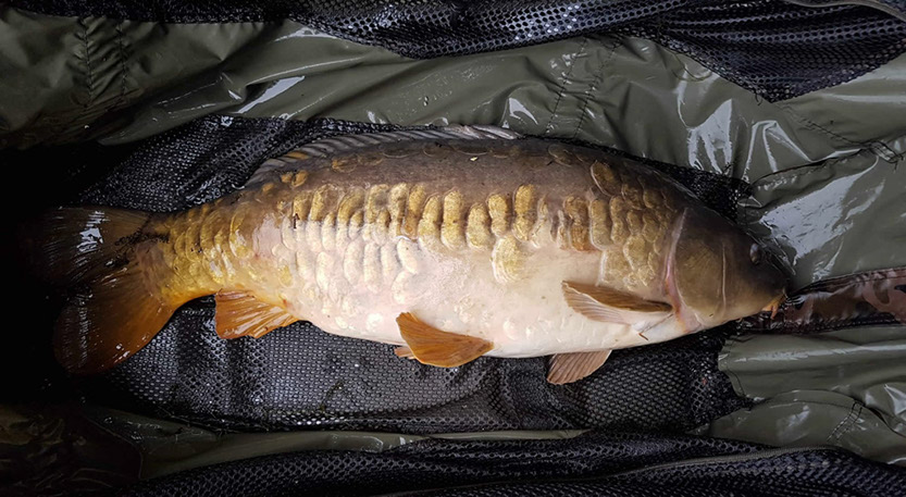 18lb 12oz. August 2018. Muds