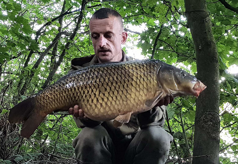 Two-tone Common. August 2017