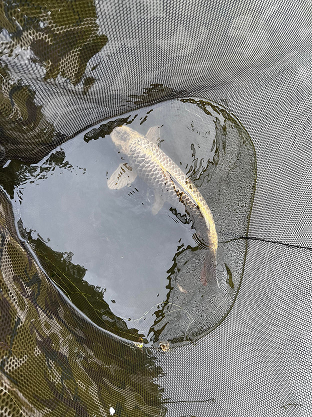 9lb 12oz Koi Common. July 2022. net