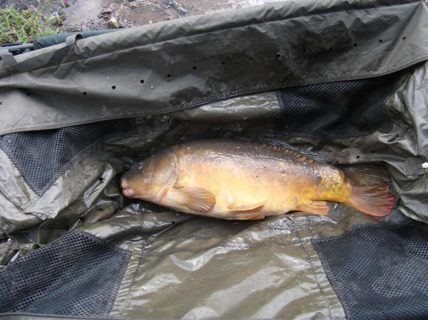 20lb