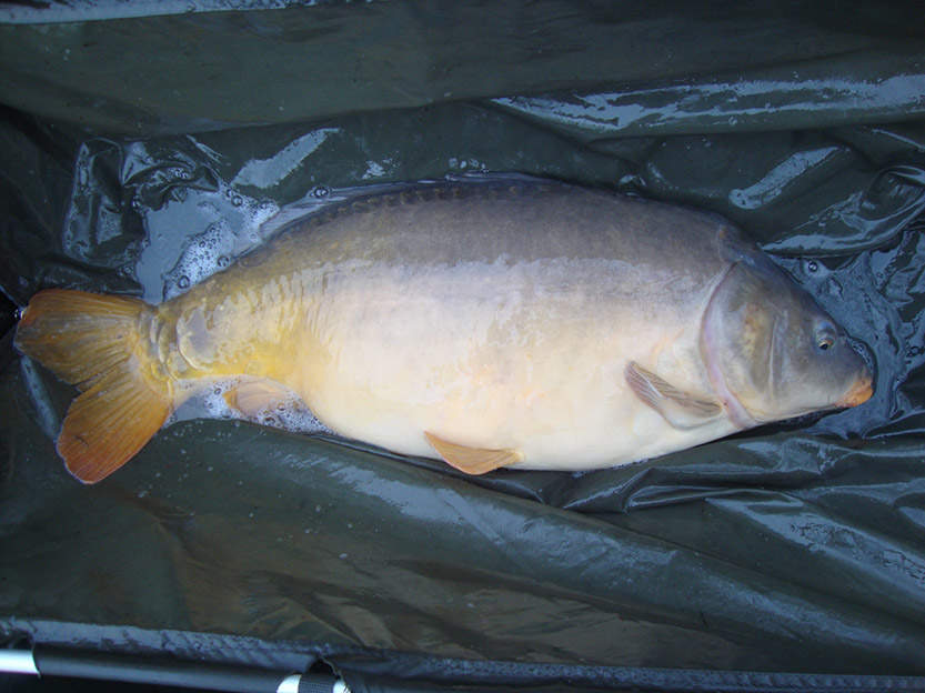 23lb 8oz. November 2015