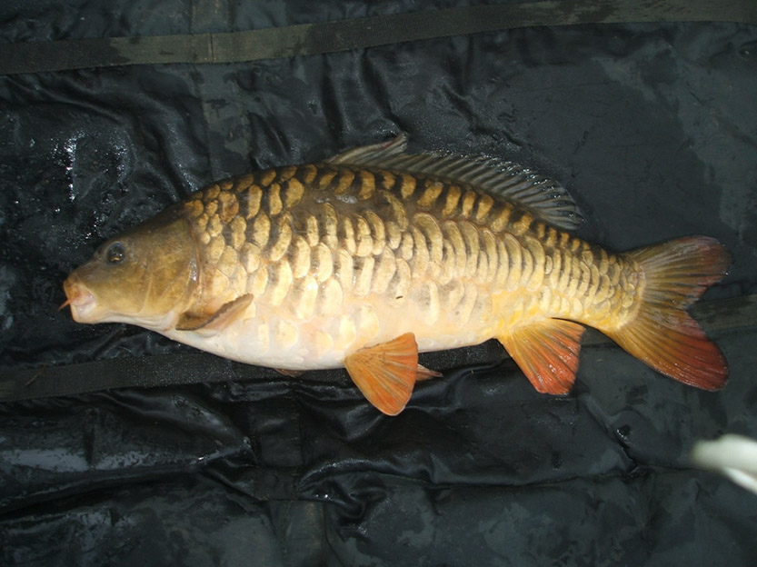 6lb Fully Scaled 01.05.2009 (Shallows)