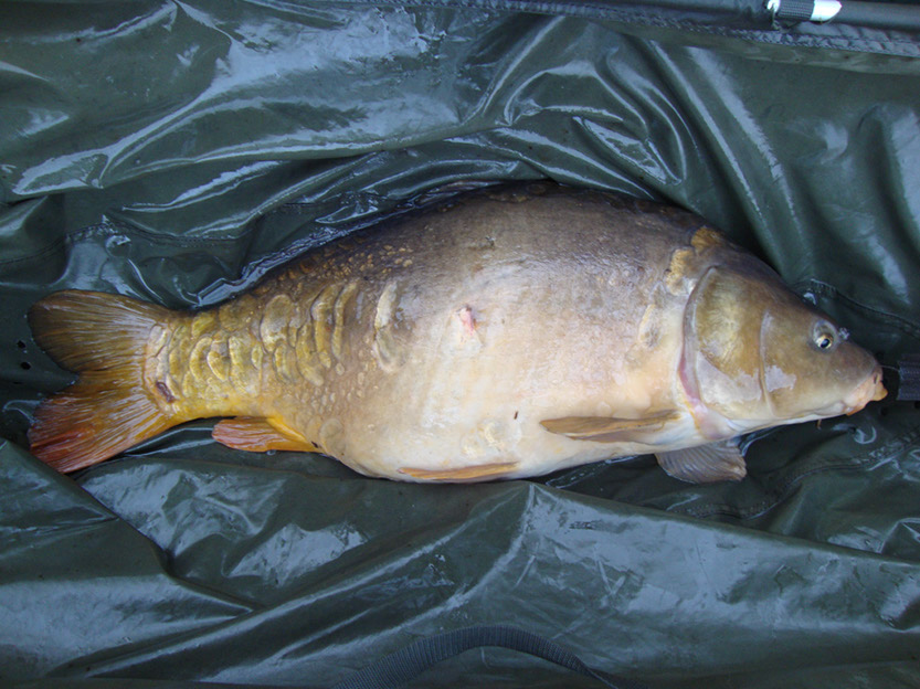 Black C Scale 23lb 9oz