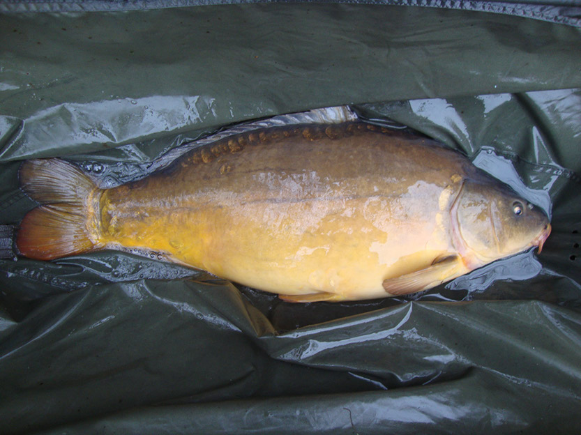 19lb 12oz. October 2015