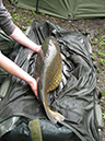 29lb 8oz Scruffy Common (Peg 3) (6)