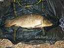 17lb 30.05.2012 (Shallows)