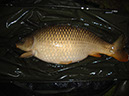 22lb 5oz (Weedy Bay) (1)