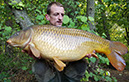 28lb 6oz Creased Common. October 2017