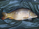 Black C Scale 23lb 9oz