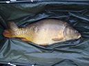 24lb 12oz. Beginners Peg. April 2015