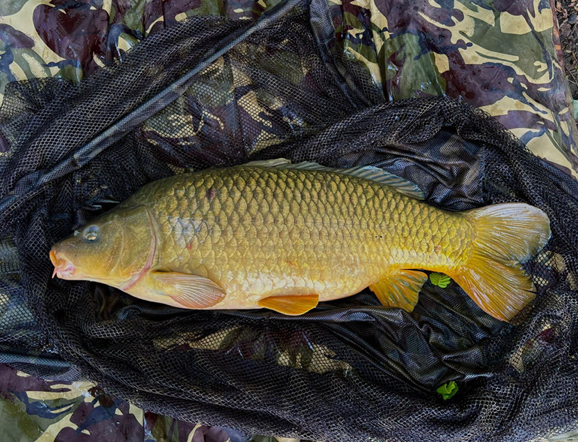 Small double common. May 2024