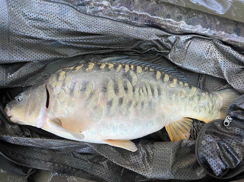 17lb 4oz Pops. May 2025