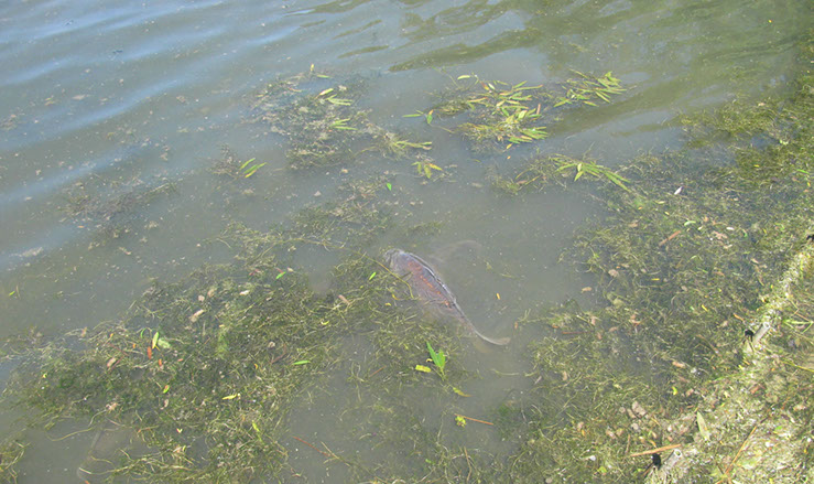 Carp on Dam Wall (2)