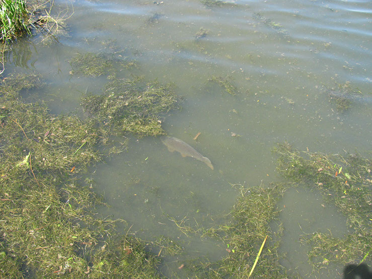 Carp on Dam Wall