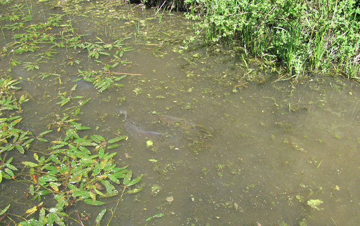 Carp on Dam Wall (6)