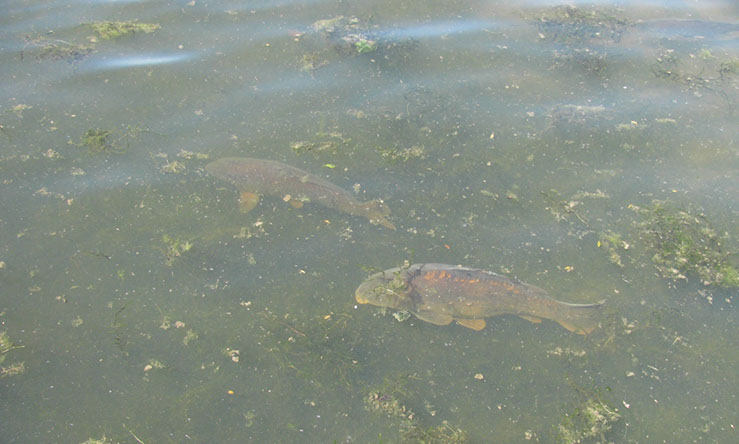 Common & Mirror on Dam Wall