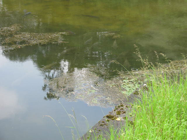 Fish on Dam Wall after Storm 28.06.2012 (7)