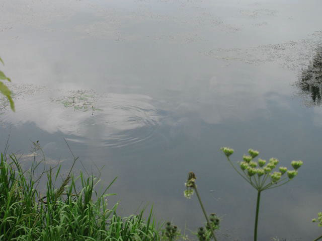 Fish on Dam Wall after Storm 28.06.2012 (8)