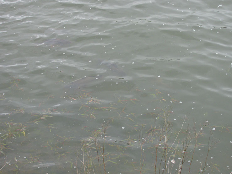 Fish on Dam Wall. May 2012 (3)