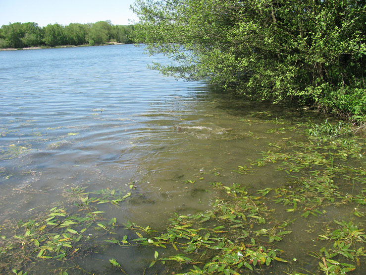 Spawning fish on Dam Wall (3)