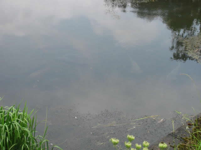 Fish on Dam Wall after Storm 28.06.2012 (2)