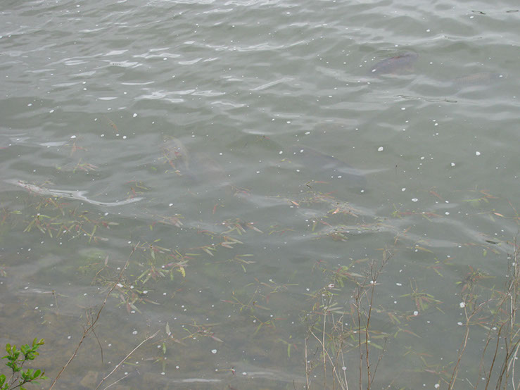 Fish on Dam Wall. May 2012. (4)