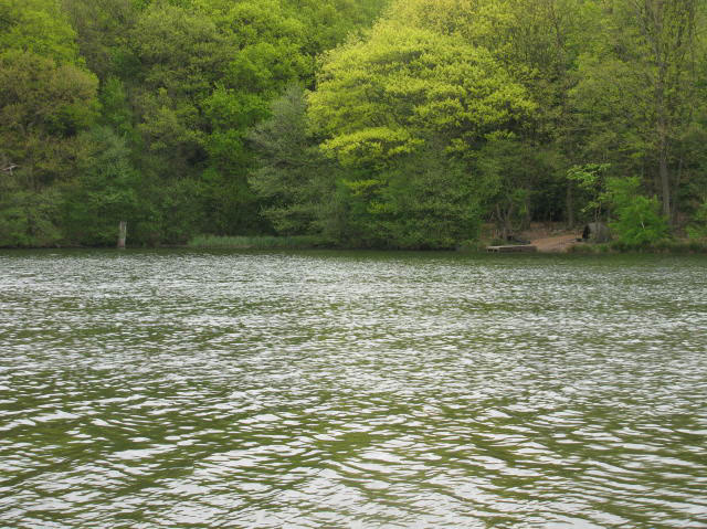 Reserve Wood Side from the Shallows