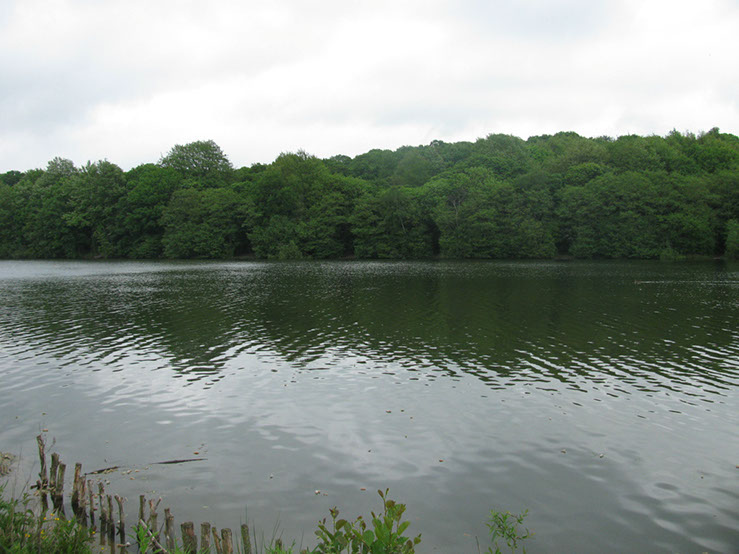 View of wood side from Shallows