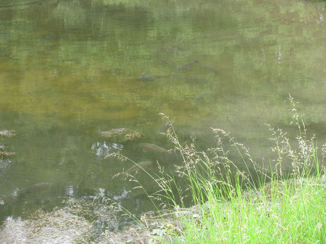 Fish on Dam Wall after Storm 28.06.2012 (4)