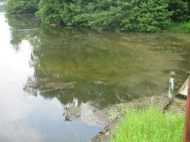 Fish on Dam Wall after Storm 28.06.2012