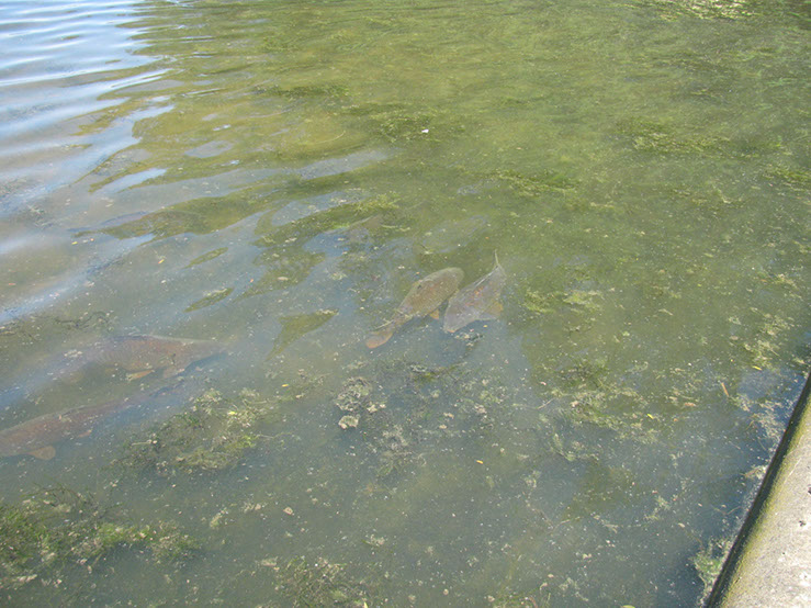 Carp on Dam Wall (7)