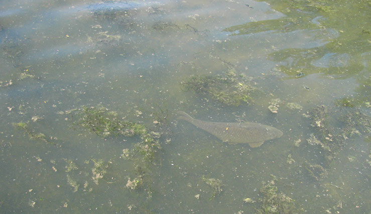 Large Common on Dam Wall