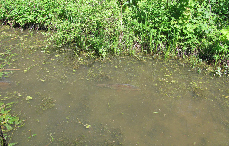 Carp on Dam Wall (5)