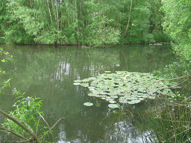 Weedy Bay Inlet (2)