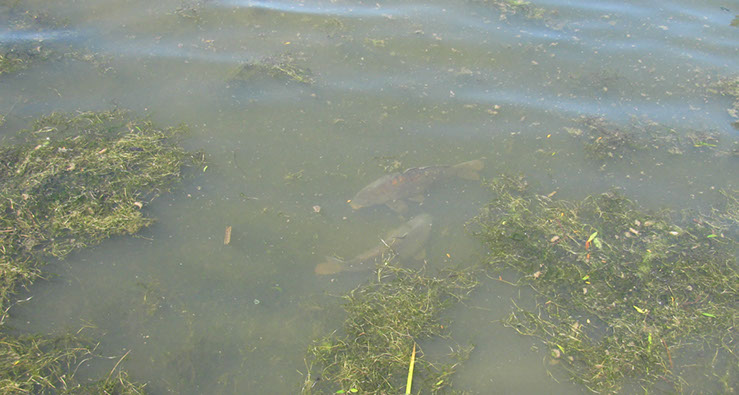 Carp on Dam Wall (1)