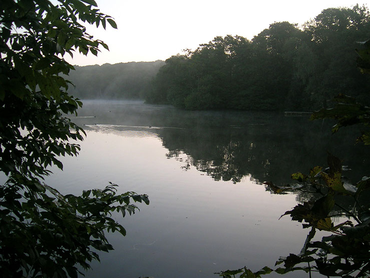 Wood Side view from Dam Wall