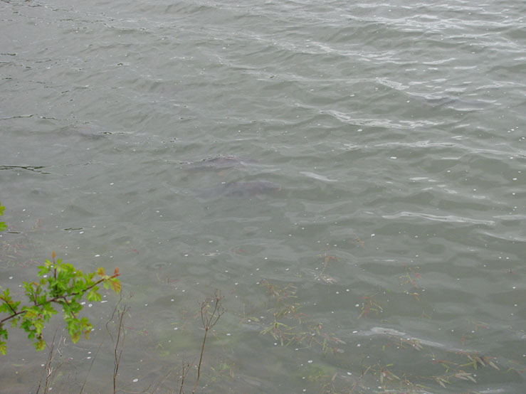 Fish on Dam Wall. May 2012 (2)