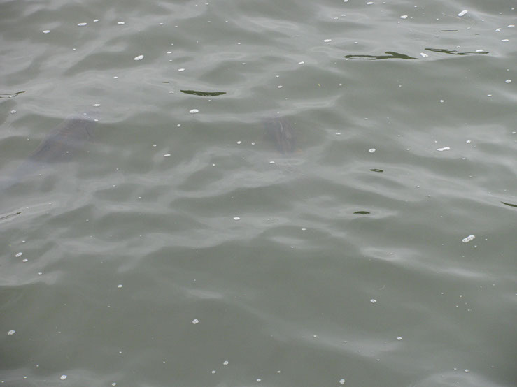 Fish on Dam Wall. May 2012. (5)