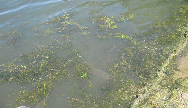 Carp on Dam Wall overflow