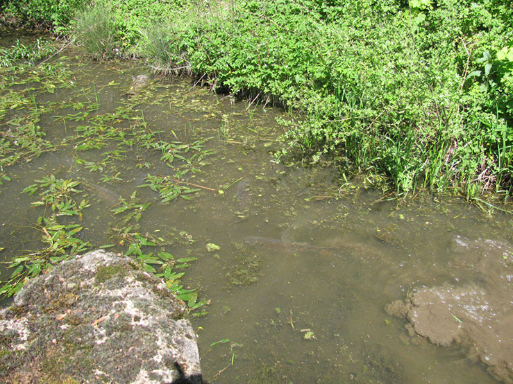 Spawning fish on Dam Wall (2)