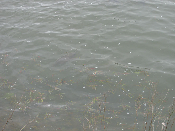 Fish on Dam Wall. May 2012 (1)