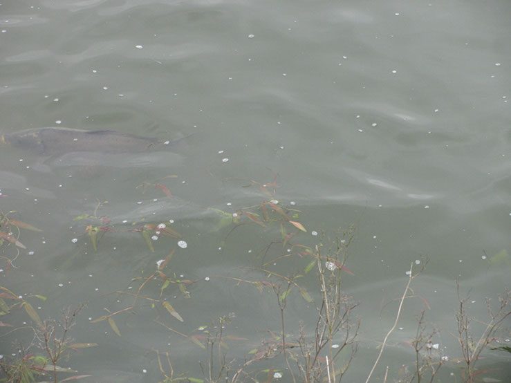 Fish on Dam Wall. May 2012